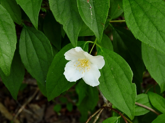 {Philadelphus inodorus}
